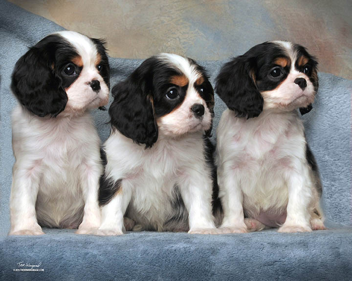 Poppy Puppies